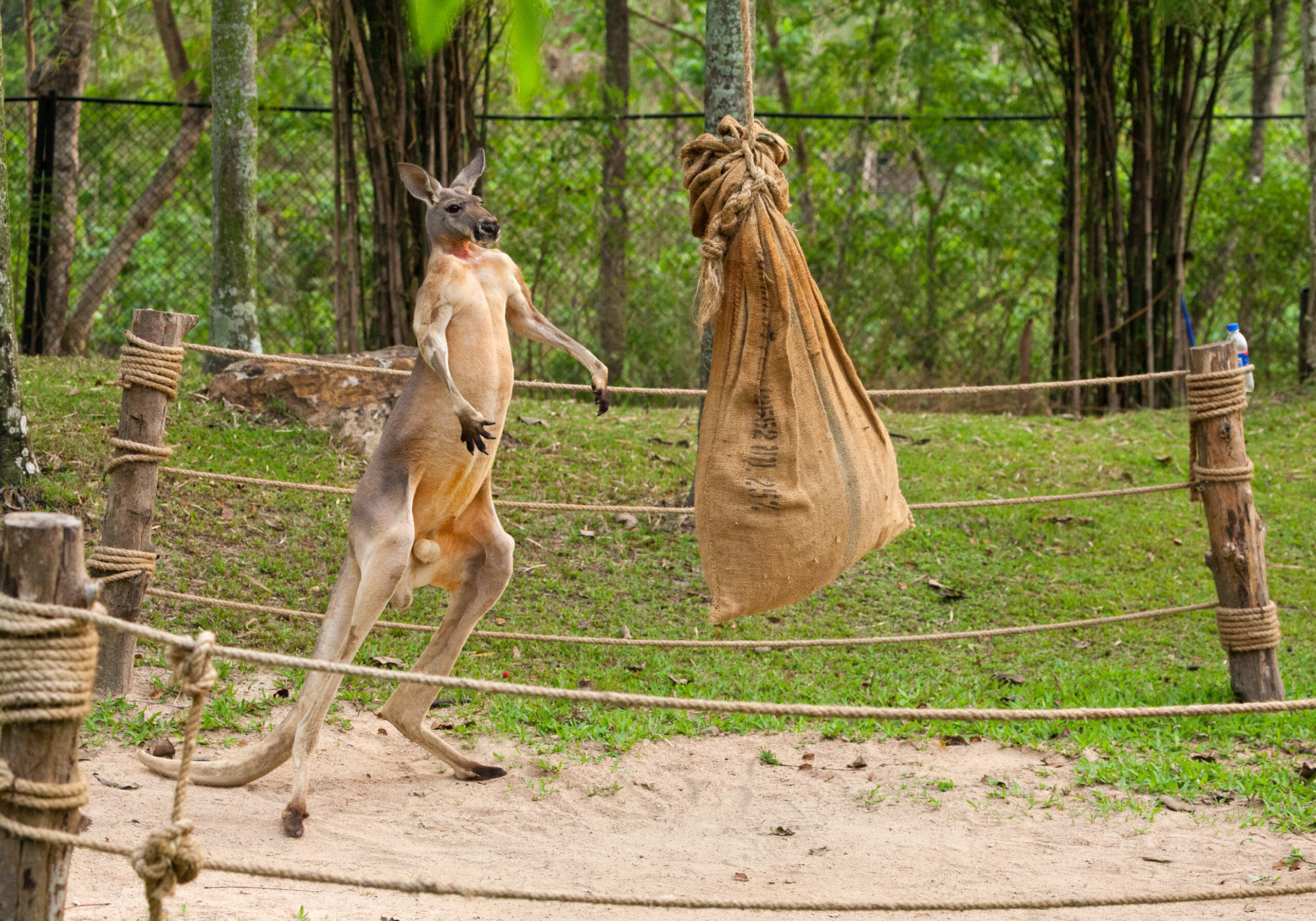 Read more about the article He Fought The Roo, And The Roo Won!